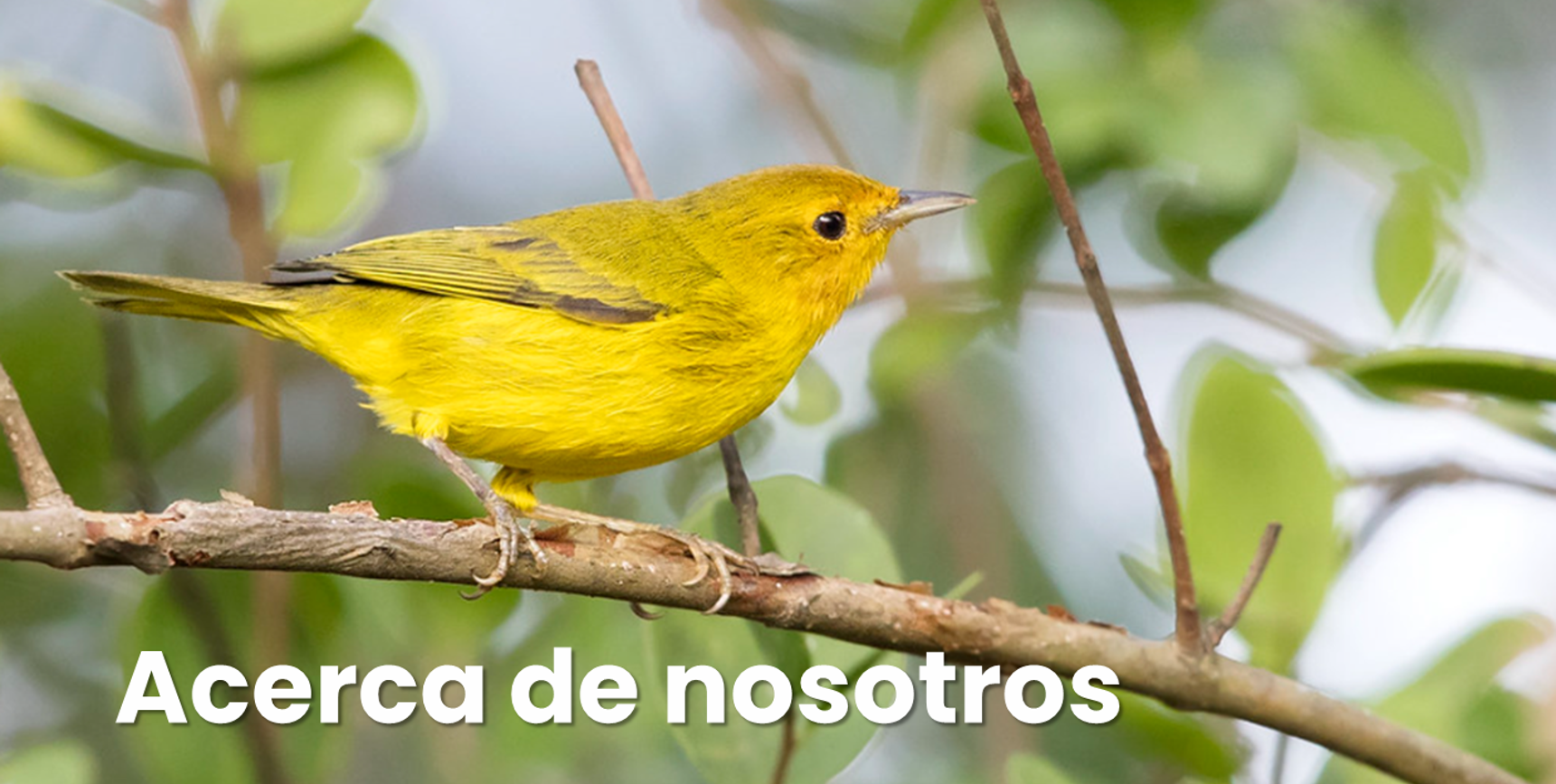 Pájaro amarillo