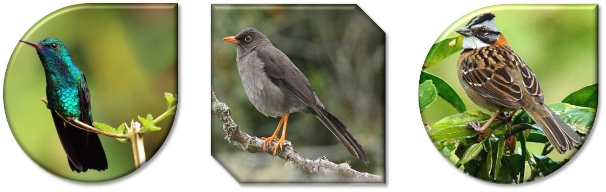 aves de Colombia